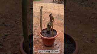 Save bonsai tree life l grafting shorts [upl. by Selie]