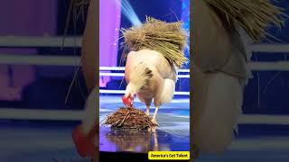 Giant old hen laying eggs on stage！巨大老母雞居然在台上下蛋！ステージで卵を産む巨大な老鶏 agt funny ai americangottalent [upl. by Otokam371]