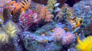 Christmas tree worms amp Paguritta crabs [upl. by Dorella642]