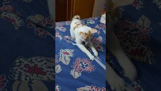 Emadi emadi unale trendingshorts viralreels krish cat pets [upl. by Louise]