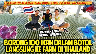 BORONG 100 IKAN CUPANG DALAM BOTOL LANGSUNG KE FARM TERBESAR YANG KITA KUNJUNGI DI THAILAND [upl. by Patrizio]