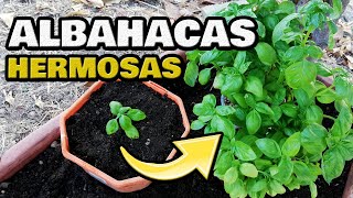 Cultivar ALBAHACA CUIDADOS y SIEMBRA en Casa 🌿 SEMBRAR en MACETA 💚 Para Que Sirve la Albahaca [upl. by Gathers]