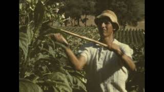 Tobacco Farming in Myrtleford Victoria Early 1970s [upl. by Titos]