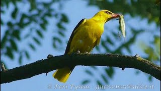 Rigogolo  Golden oriole Oriolus oriolus [upl. by Caitlin50]