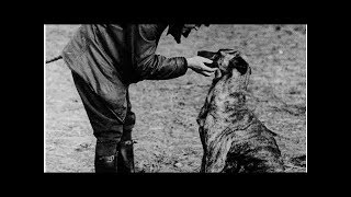 Manfred von Richthofen “The Red Baron” petting his dog on an airfield 1916 [upl. by Aninay]