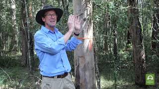 Richmond Landcare Koala Workshop Brendan Taylor SAT Tree Search [upl. by Mart]