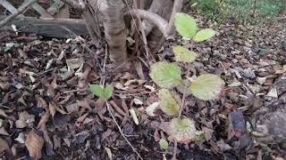 Propagating a Viburnum through Layering [upl. by Dunn242]