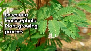 Leucaena leucocephala Plant growing process [upl. by Yborian]