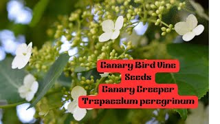 Canary Bird Vine Seeds Vlogsforplants CreeperVines [upl. by Nagek100]