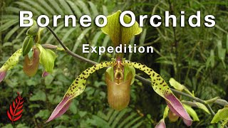 Borneo Orchids Expedition [upl. by Lev785]