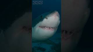 Great White Shark swims past divers in Australia sharks shark animals [upl. by Etnahsa]