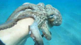 Rescue of an octopus at Marinella di Gizzeria [upl. by Oiluig]