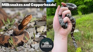 Maryland and Virginia Snake Hunting Milksnakes Copperheads Racers amp More [upl. by Odnalro194]