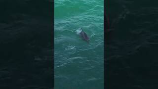 Wild Dolphin stealing Bait [upl. by Meredith482]