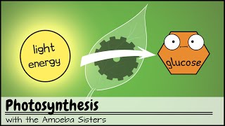 Photosynthesis UPDATED [upl. by Tallbot]