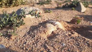 Terfeziaceae Desert truffles in Egypt [upl. by Dina279]