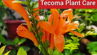 Care of Tecoma Plant  How to Grow and Care Tecoma Plant  Best Summer Flowering Plant [upl. by Wharton]