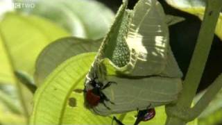 Bizarre GiraffeNecked Weevils Fight for a Mate  Madagascar Preview  BBC Two [upl. by Ayeka662]