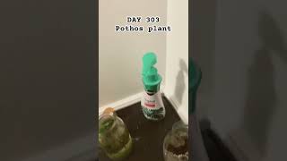 DAY 303 of monitoring the Pothos plant [upl. by Nyahs]