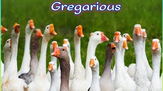 Gregariousquot meaning [upl. by Ekard715]