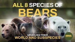 All 8 Species of Bears  Unveiling Their World and Subspecies [upl. by Ivatts]