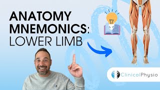 Learn Anatomy Lower Limb Anatomy Mnemonics and Memory Aids  Anatomy Made Easy [upl. by Valery]