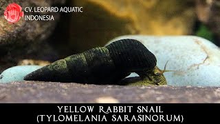 Tylomelania sarasinorum YELLOW RABBIT SNAIL Leopard Aquatic W023A [upl. by Onitsoga663]