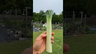 Growing New Leeks From Old Kitchen Scraps gardeningtips lifehacks [upl. by Olney538]