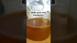 Fermentation Friday Fantastic TimeLapse of SCOBY Formation for Flavorful Kombucha [upl. by Yahsram]