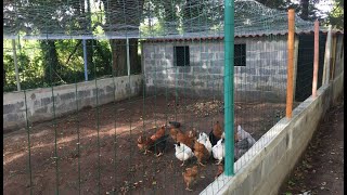 Como Hacer un Gallinero Para Gallinas Ponedoras de 15x6 Metros en 30 Días [upl. by Held]