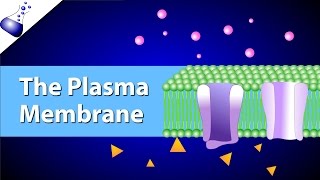 The Plasma Membrane and the Fluid Mosaic Model [upl. by Eynobe]