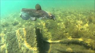 Brown bullhead catfish 02 Horned pout Ameiurus nebulosus Merrymeeting Lake NH [upl. by Fadil]