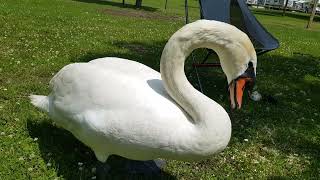 Schwan bettelt und will sein Futter von der Hand Swan begs and prefers his food from the hand [upl. by Ambrosi]