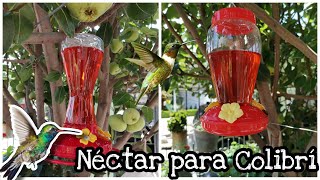 Néctar para Colibrí 🌳 Como hacer néctar para colibrí con solo 2 ingredientes🌺 [upl. by Ynomrah]