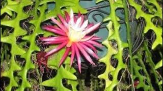 Zigzag Cactus Fishbone Orchid [upl. by Liane359]