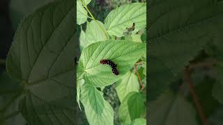 Colorful caterpillar শুঁয়োপোকাviralvideonature naturephotographynatureflowers naturepictures [upl. by Lladnik]