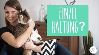 Katze alleine halten  artgerecht Einzelhaltung vs Zweitkatze Bärbel [upl. by Chic]