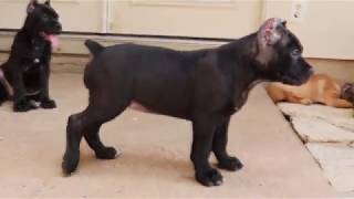 8 week old Cane Corso Puppies [upl. by Ennylyak]