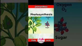 Photosynthesis in plants sciencefacts education photosynthesis shorts science [upl. by Alehc583]