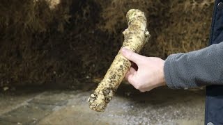 AgweekTV Silver Spring Foods Largest Producer of Horseradish [upl. by Auqcinahs]