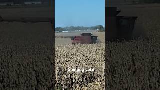 Shelling corn with farmer jack [upl. by Bucella]