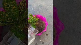 How to propagation croton in water from soil subscribe plants shortsfeed short [upl. by Annaihs]