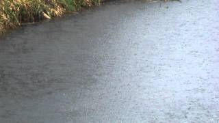 Otters at Hellesdon Mill River Wensum Norwich [upl. by Izabel]