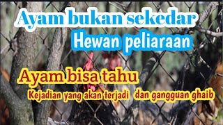 Rahasia alam kokok ayam bisa mendeteksi bahaya [upl. by Eicam669]