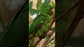 Kakapo parrot l🐦l🦜l knowledge facts [upl. by Nallaf48]