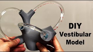 DIY Fluid Filled Vestibular Model BPPV Vertigo Treatment Visualized [upl. by Christiansen]