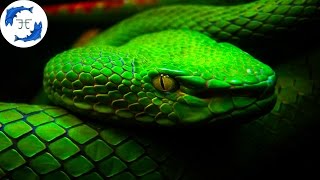 15 Most Venomous Animals on Earth [upl. by Ralph100]