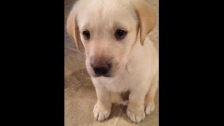 Yellow Lab Puppy from 8 weeks to 1 year [upl. by Winshell]