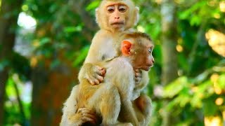 Monkey amp Primates I Poor Baby Lost Mommy I Lovely Baby Monkey I Baby Monkey New Version I Nature [upl. by Alian591]