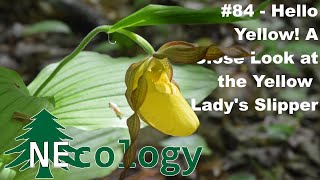 NEcology 84  Hello Yellow A Close Look at the Yellow Ladys Slipper [upl. by Cynth102]